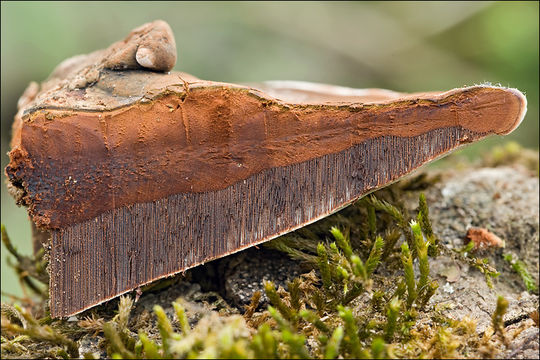 Image of Artist's fungus