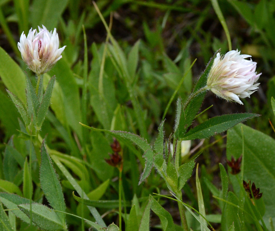 Image of Hansen's clover