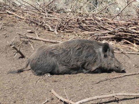 Image de Sanglier d'Eurasie