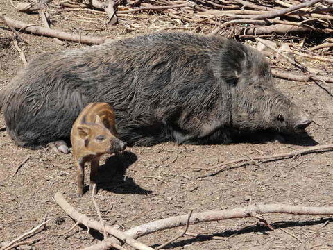 Image de Sanglier d'Eurasie