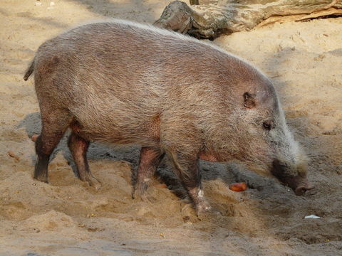 Image of Bearded Pig