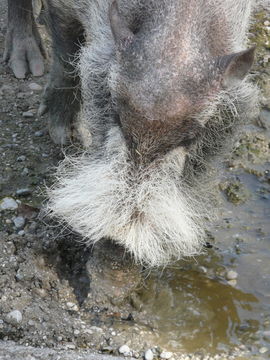 Image de Sanglier À Barbe