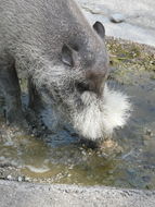 Image of Bearded Pig