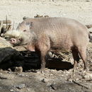 婆羅洲鬚猪的圖片