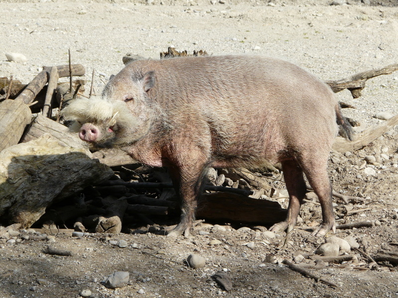 Image of Bearded Pig