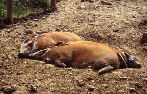 Image of African Bush Pig