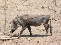 Image of Common Warthog