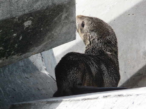 Image of Afro-Australian Fur Seal