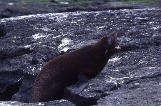 Image de Arctocéphale des Galapagos