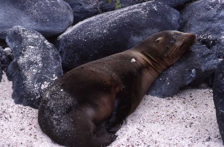 Image of Galapagos Sea Lion