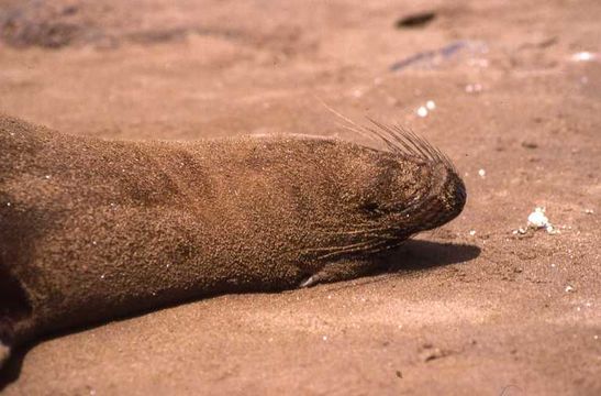 Image of Galapagos Sea Lion