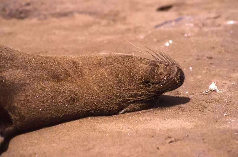 Image of Galapagos Sea Lion