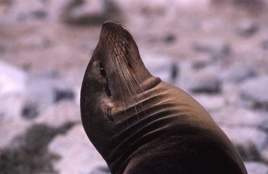 Image of Galapagos Sea Lion