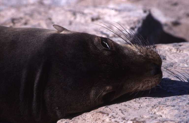 Image of Galapagos Sea Lion