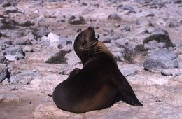 Image of Galapagos Sea Lion