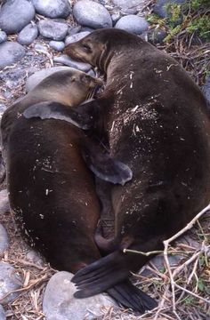 Image of Galapagos Sea Lion