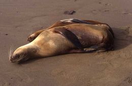 Image of Galapagos Sea Lion