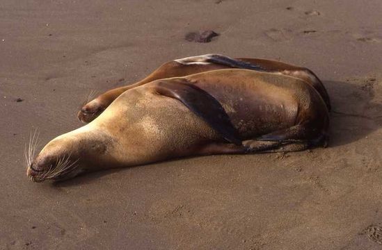 Image of Galapagos Sea Lion