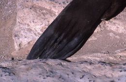 Image of Galapagos Sea Lion