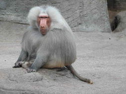 Image of hamadryas baboon