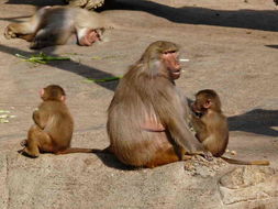 Image of hamadryas baboon