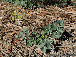 Imagem de Lomatium lucidum (Nutt.) Jepson