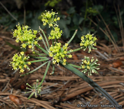 Imagem de Lomatium lucidum (Nutt.) Jepson