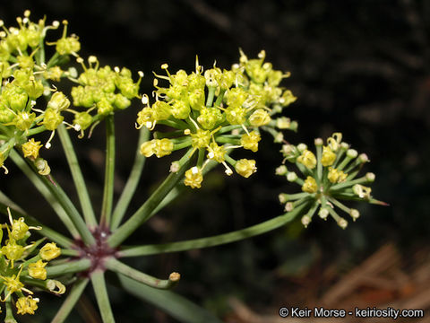 Imagem de Lomatium lucidum (Nutt.) Jepson