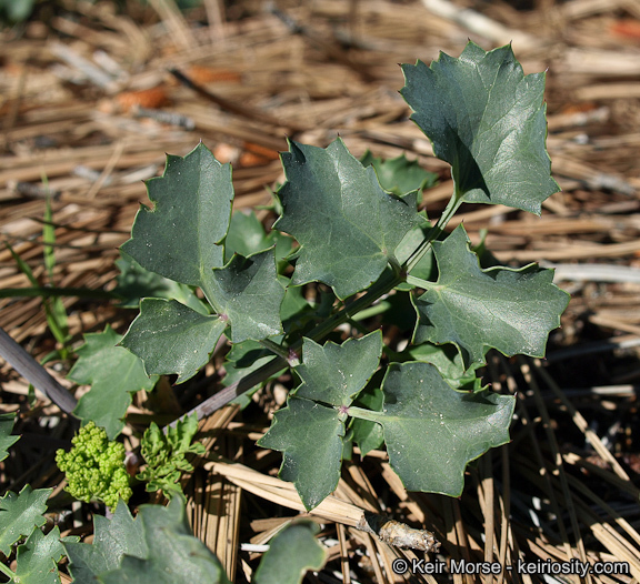 Image de Lomatium lucidum (Nutt.) Jepson