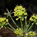 Image of shiny biscuitroot