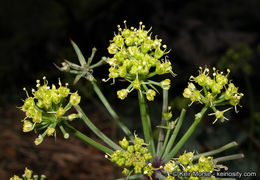 Imagem de Lomatium lucidum (Nutt.) Jepson