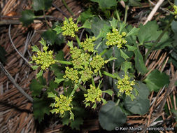 Image of shiny biscuitroot