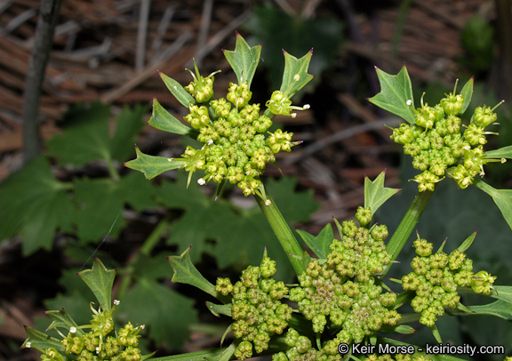 Image of shiny biscuitroot