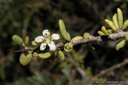 Image of California desert-thorn