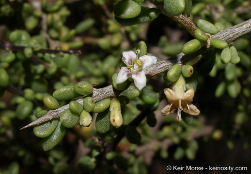 Image of California desert-thorn