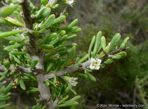 Image of California desert-thorn