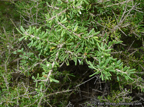 Image of California desert-thorn