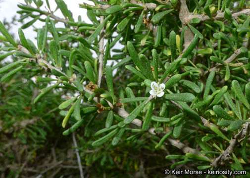 Image of California desert-thorn