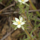 Image of <i>Spergularia villosa</i>