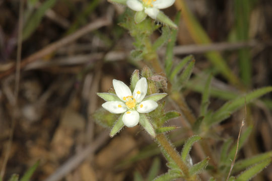 Image of <i>Spergularia villosa</i>