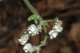 Слика од Cryptantha clevelandii Greene