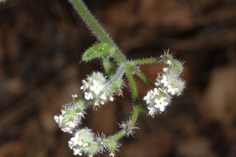 Sivun Cryptantha clevelandii Greene kuva