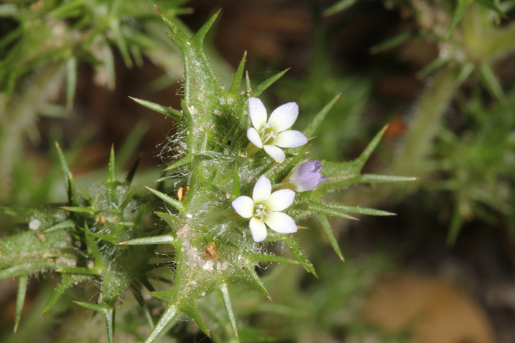 Imagem de Navarretia atractyloides (Benth.) Hook. & Arn.