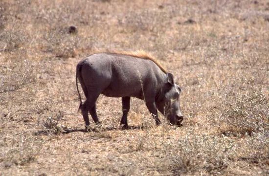 Image of Desert Warthog