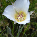 Image of doubting mariposa lily