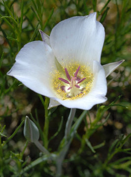 Image de Calochortus ambiguus (M. E. Jones) Ownbey