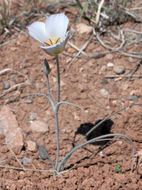 Image de Calochortus ambiguus (M. E. Jones) Ownbey