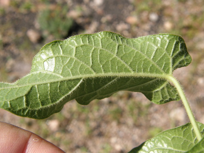 Image of <i>Gonolobus gonoloboides</i>