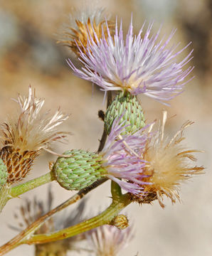 Image of Cirsium coahuilense G. B. Ownbey & D. J. Pinkava