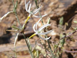 Image de Echeandia ramosissima (C. Presl) Cruden